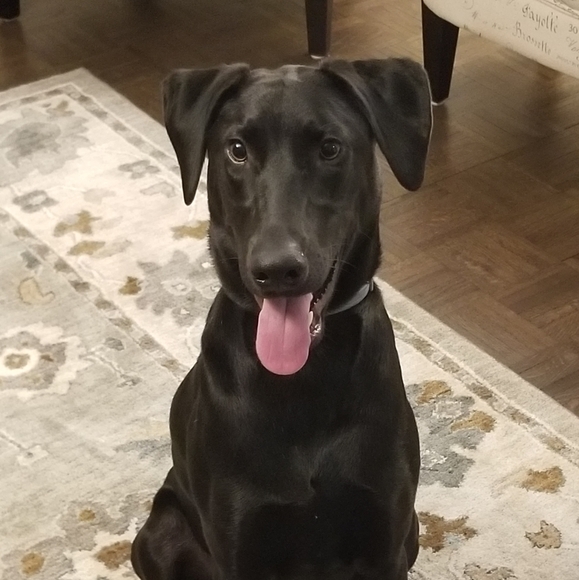 Meet your Posher, Tina - Picture 3 of 8